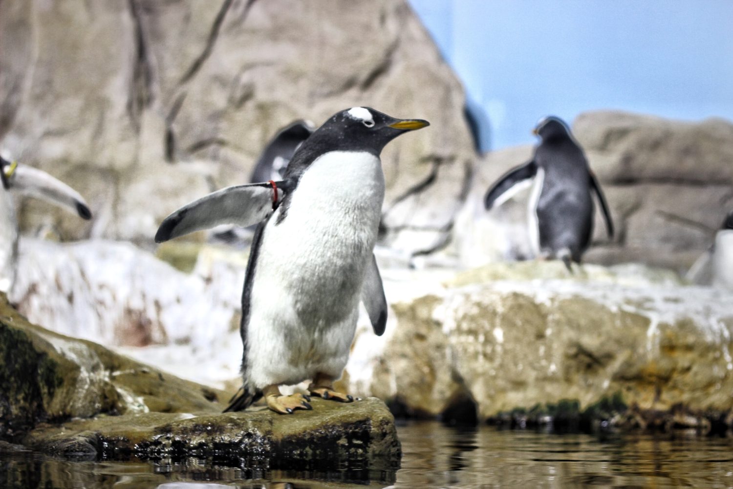pinguini acquario di genova 