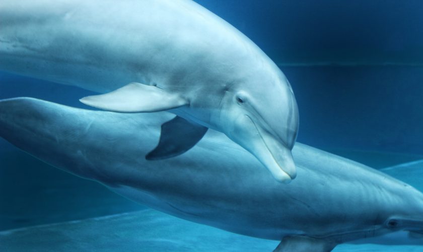 Delfini Acquario di Genova