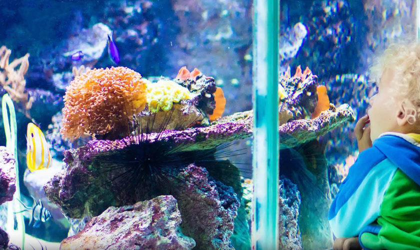 cattolica acquario le navi