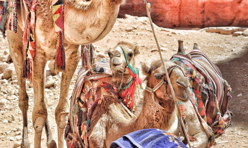 cammelli petra giordania