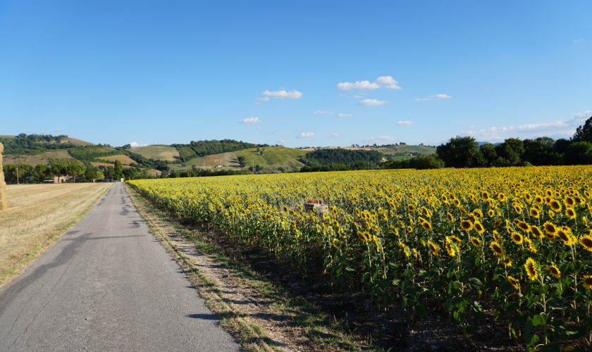 campo di girasoli