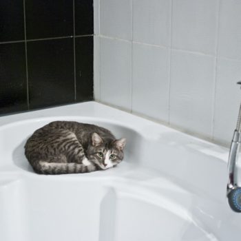 doccia_gatto