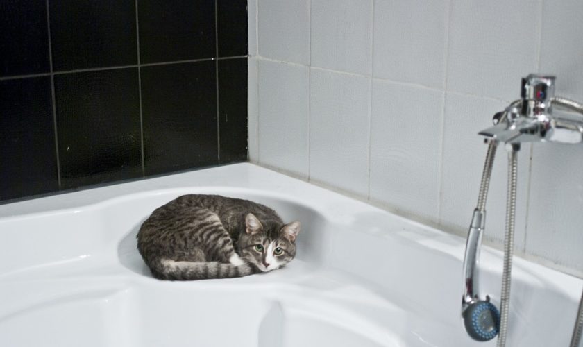 doccia_gatto