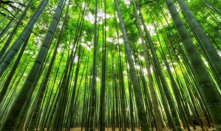 almabamboo1